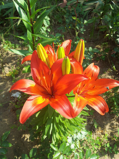  - Primavara - Vara 2017