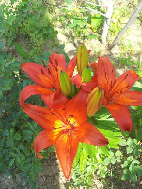  - Primavara - Vara 2017