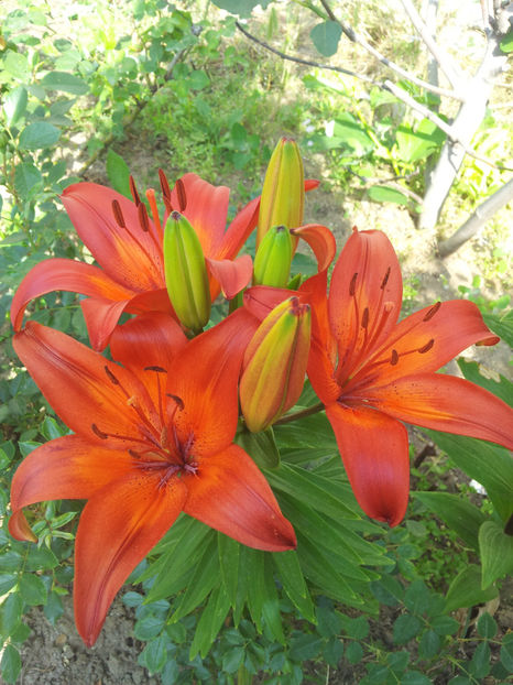  - Primavara - Vara 2017