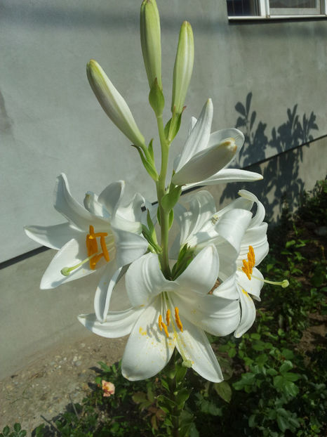  - Primavara - Vara 2017