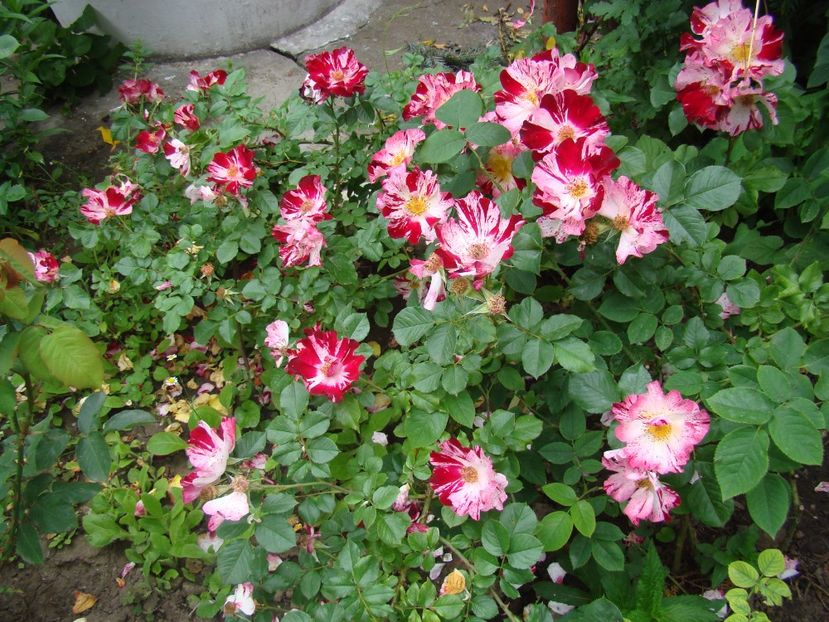 fourth of july - Fourth of July