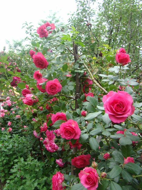  - Maritim de la Tantau ???