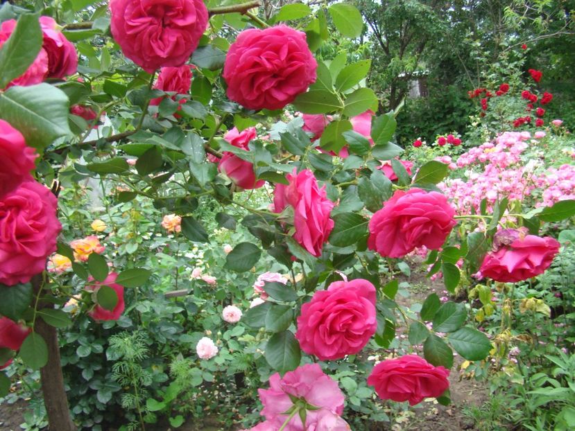  - Maritim de la Tantau ???