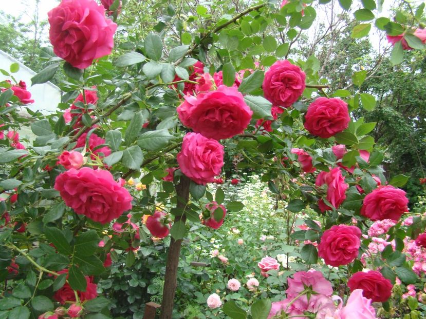  - Maritim de la Tantau ???