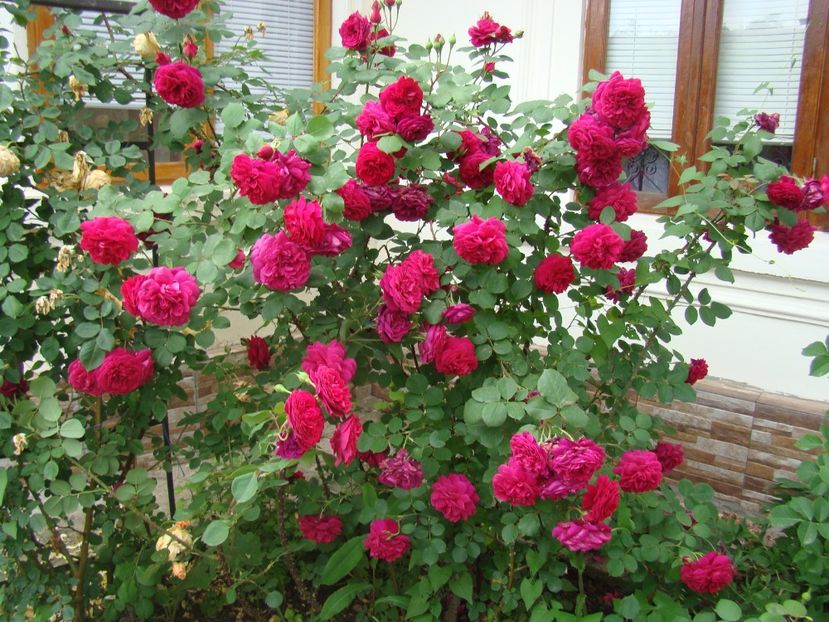  - Tess d urbervilles