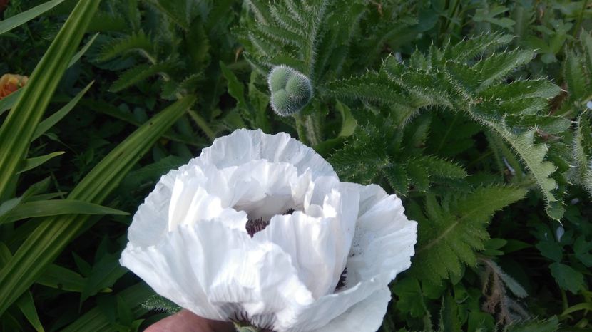  - Gradina flori 2017