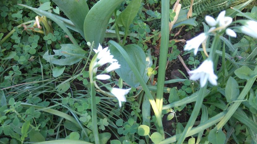  - Gradina flori 2017
