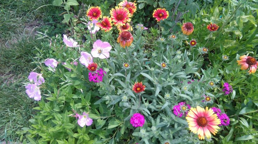  - Gradina flori 2017