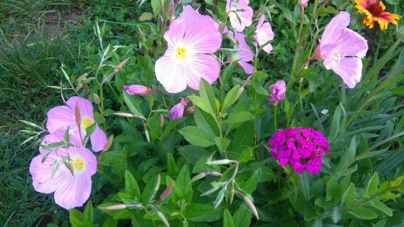  - Gradina flori 2017
