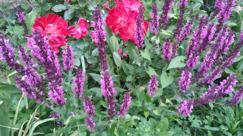 salvia pink friesland - Gradina flori 2017