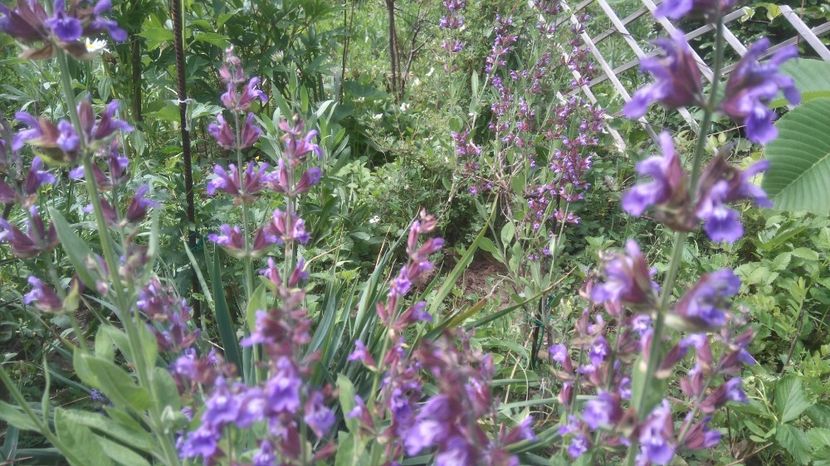 salvia officinalis - Gradina flori 2017
