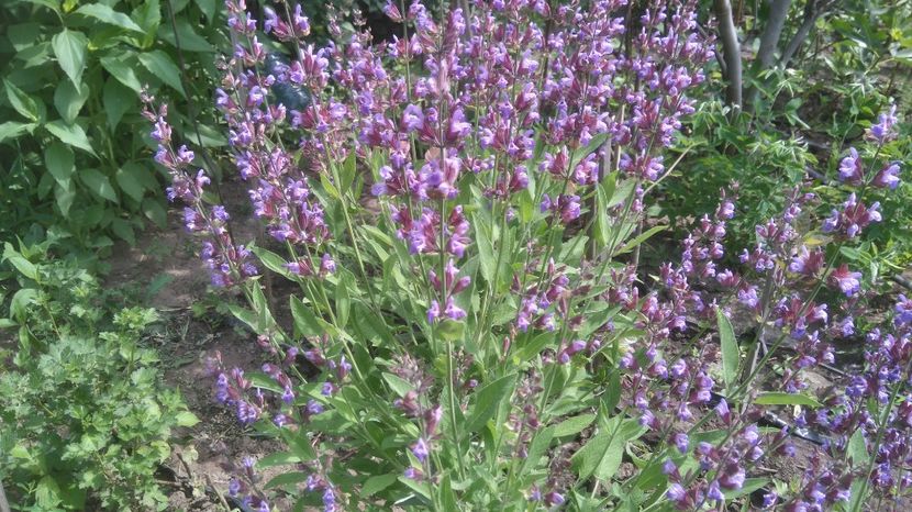  - Gradina flori 2017