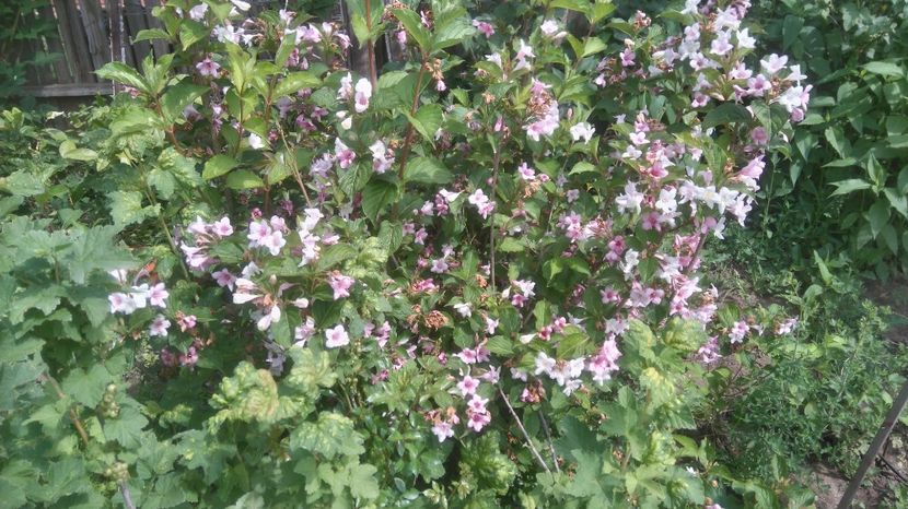 weigela alb-roz - Gradina flori 2017