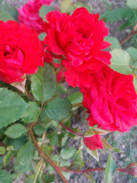  - Portocaliu - miniroza