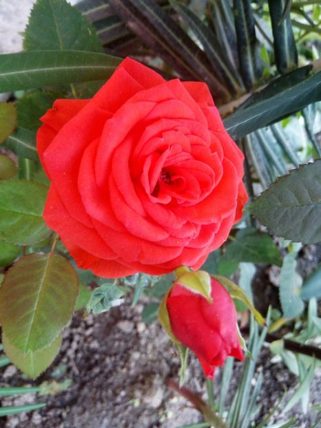  - Portocaliu - miniroza