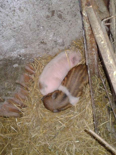 Fotografie0012 - C4---porci vietnamezi