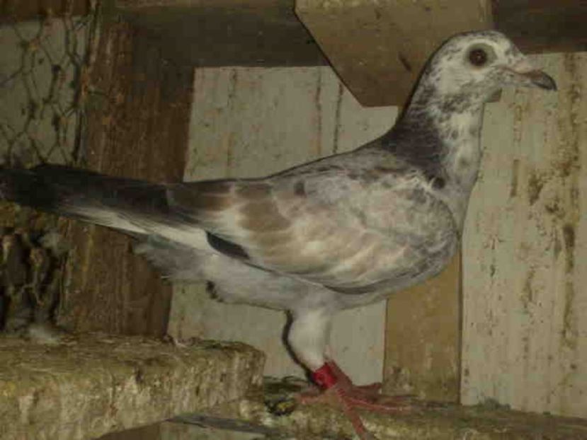 106 - X-Porumbei vinduti