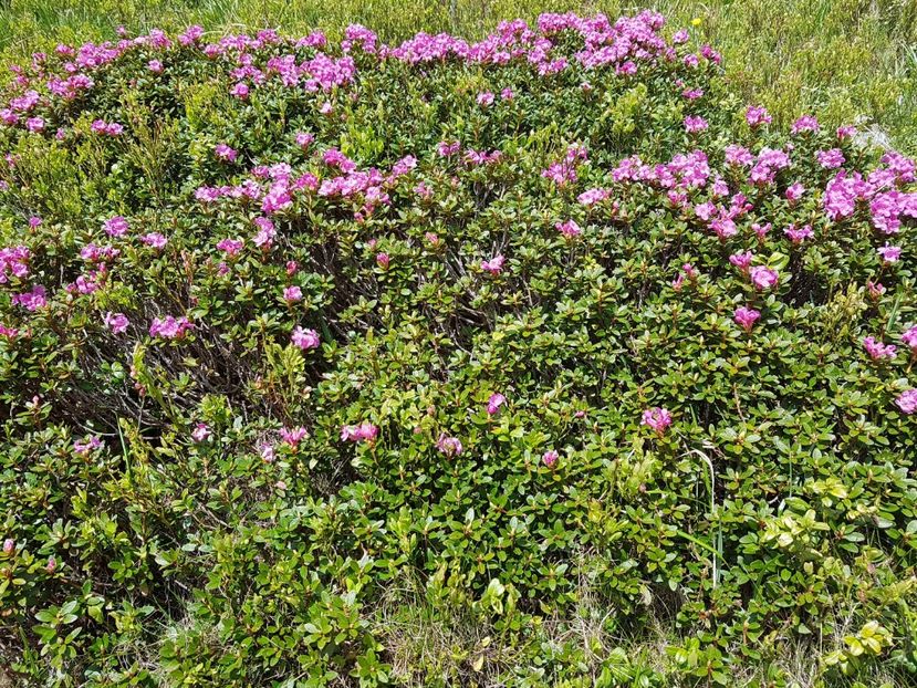 Rhododenrdronul acum infloreste - Frumuseti in M-tii Rodnei 2017