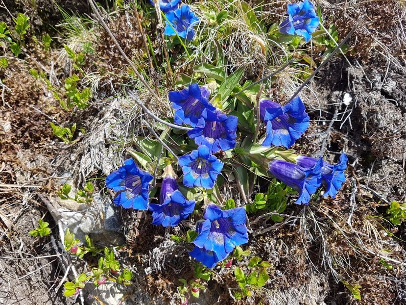 Gentiana - Frumuseti in M-tii Rodnei 2017