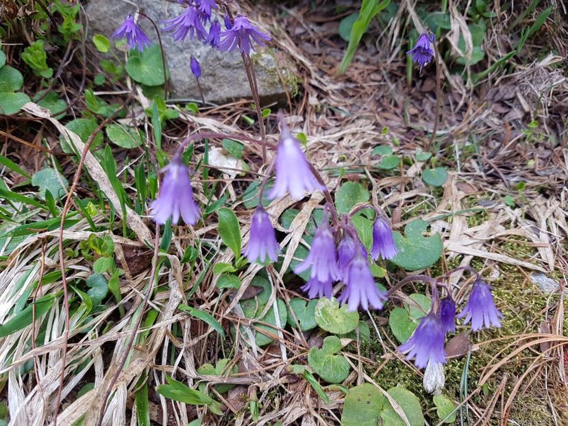 Inca o culoare in peisaj, niste clopotei adorabili - Frumuseti in M-tii Rodnei 2017