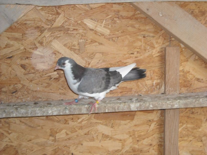 pierdut - PUISORI  2017