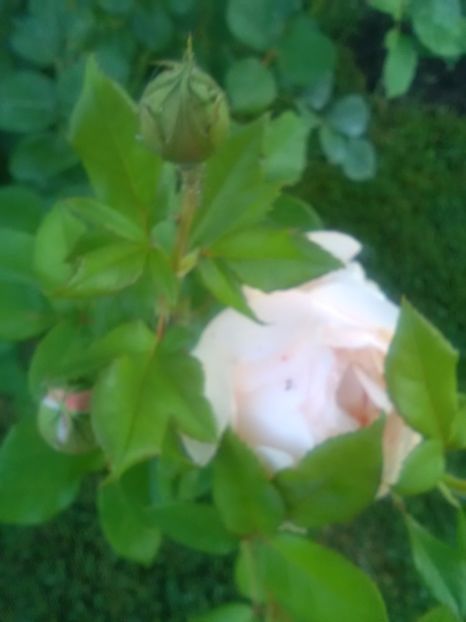  - Wollerton old hall