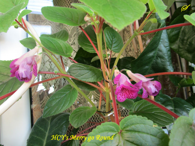 HCY s Merry go Round(3-06-2017) - Sinningii 2017