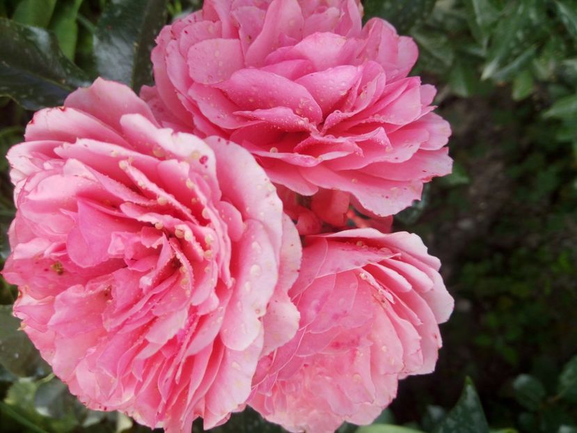 F1- ziua 8 - Floribunda somon - No name