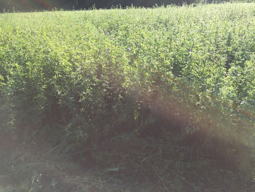  - SUPER CALITATE IN CURTEA MEA