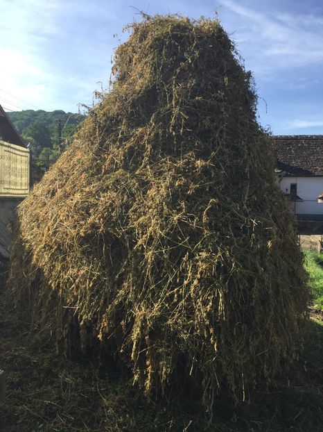  - SUPER CALITATE IN CURTEA MEA