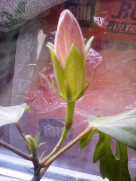  - Hibiscus Blue Wings