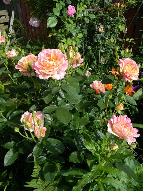 Rose des cisterciens - Trandafiri 2017