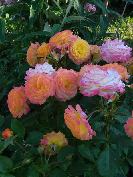 Gartenspass - Trandafiri 2017