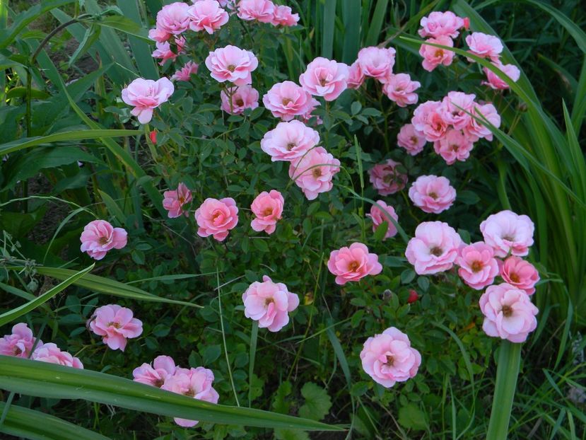 Sweet cover - Trandafiri 2017