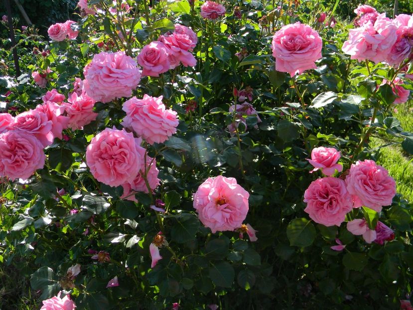 Aloha - Trandafiri 2017