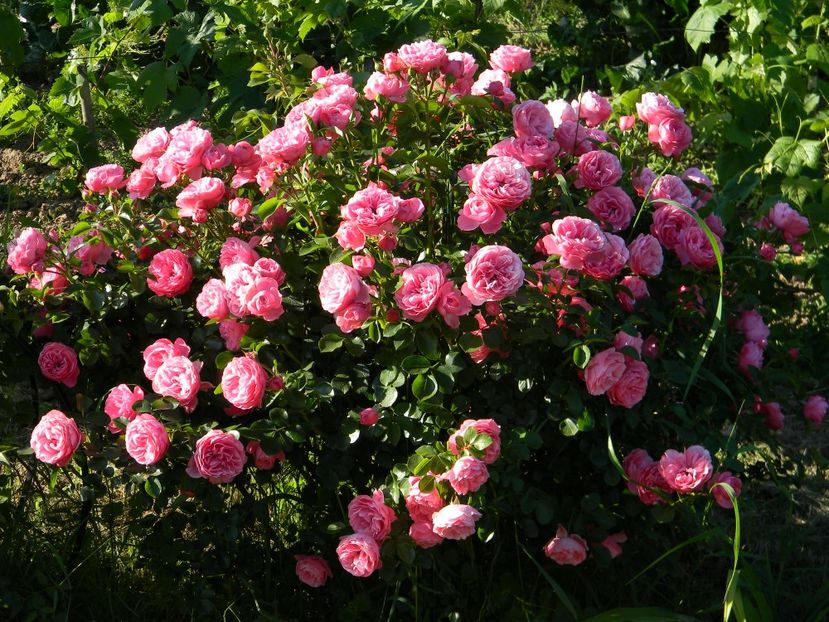 LdV - Trandafiri 2017