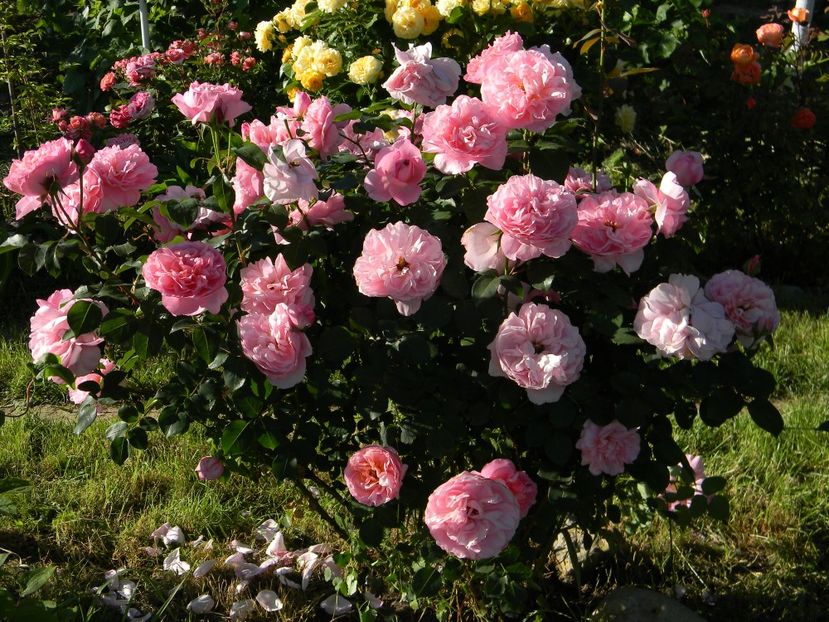 Dames de chenonceau - Trandafiri 2017