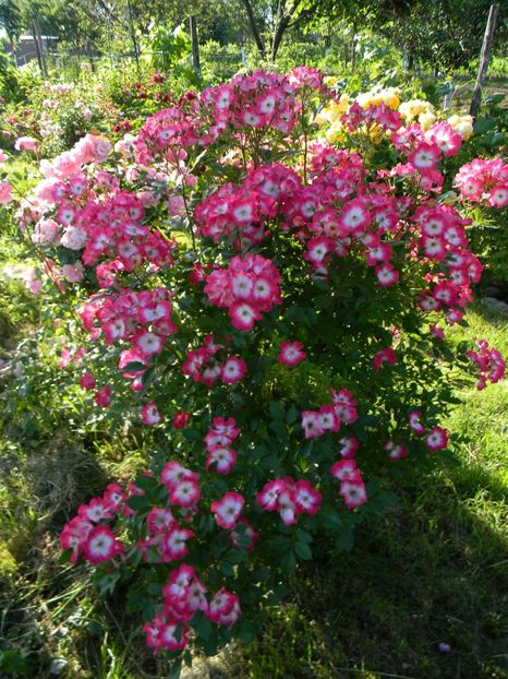 Bukavu - Trandafiri 2017