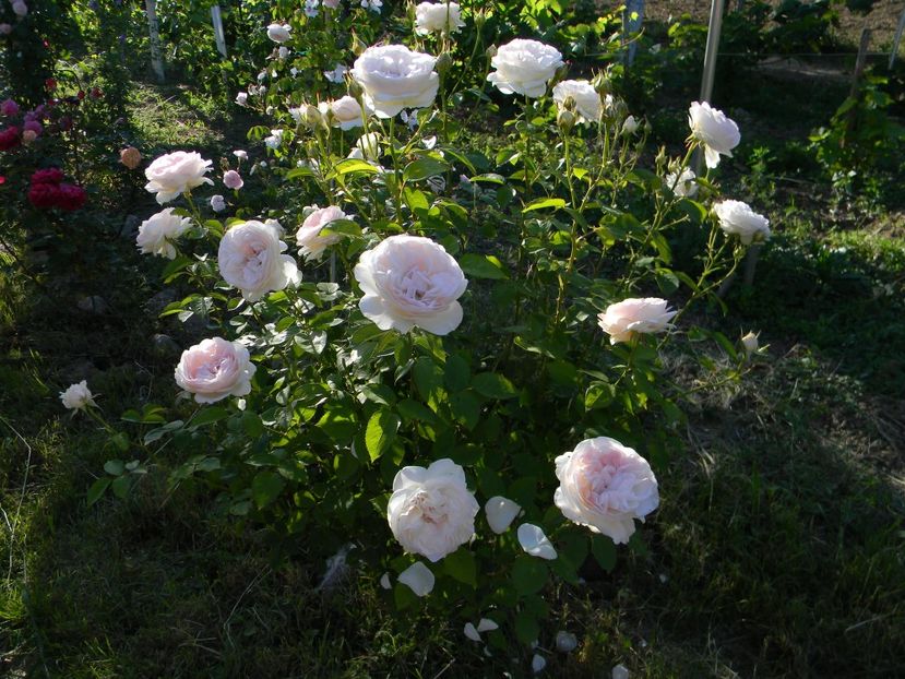 Sebastian Kneipp - Trandafiri 2017