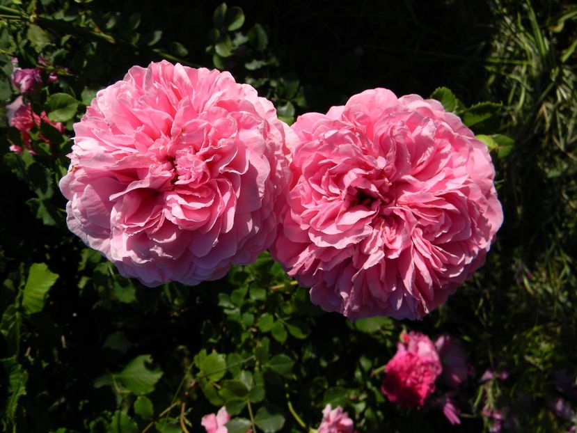 Princess Alexandra of Kent - Trandafiri 2017