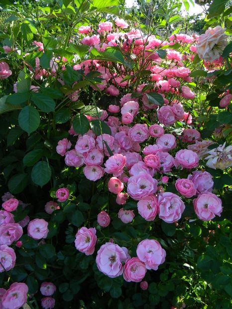 Angela - Trandafiri 2017