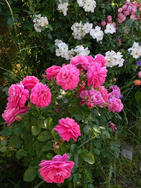 Princess Anne - Trandafiri 2017