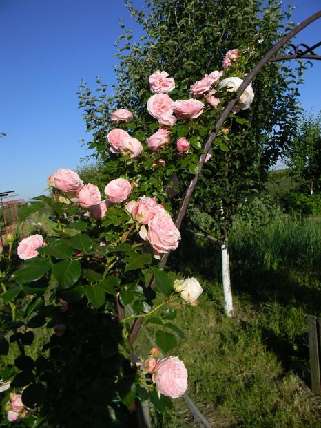 Giardina - Trandafiri urcatori 2017