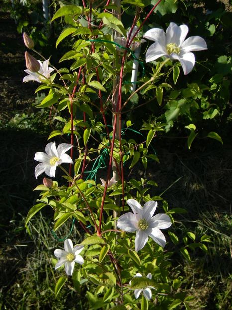 Huldine - Clematite 2017