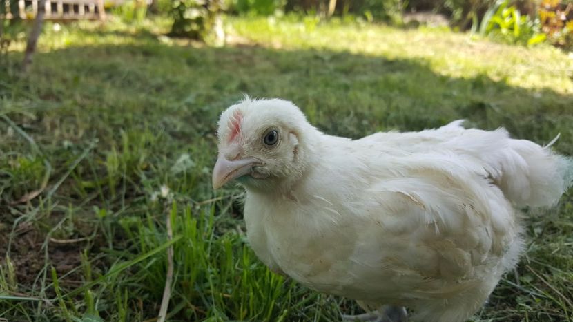 Pui Bresse - 5 saptamani - Pui Bresse