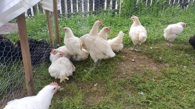 Pui Bresse 2 luni - Pui Bresse