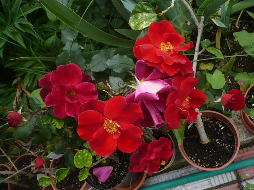 P1320832 - GRADINA 2017-2