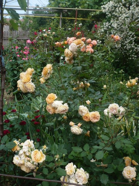 P1320834 - GRADINA 2017-2