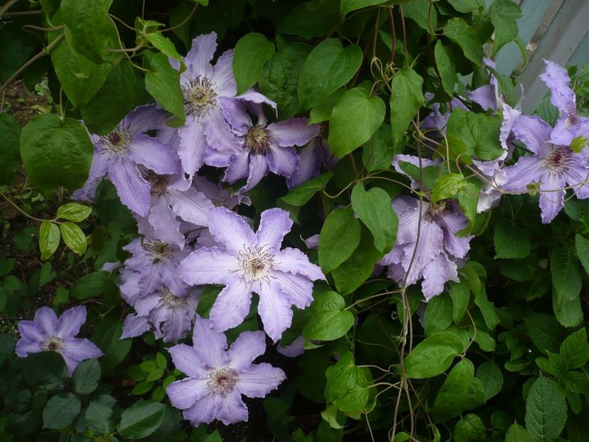 P1320840 - GRADINA 2017-2