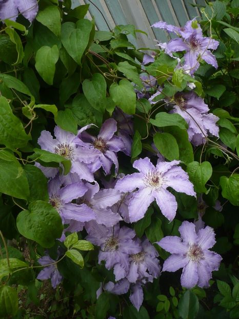 P1320841 - GRADINA 2017-2